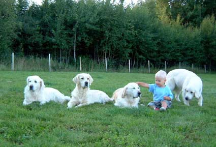 Our son Lassi playing with the dogs