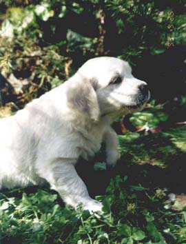 Puppy from the G-litter