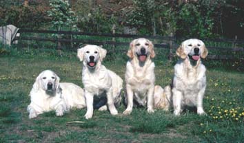 Gill's Galnsbild, Karvin Champagne,Karvin Uh La La La and Karvin Lili Marleen