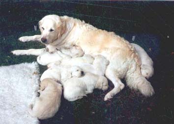 Ferryside Fashion For Twinkle with her puppies 1992
