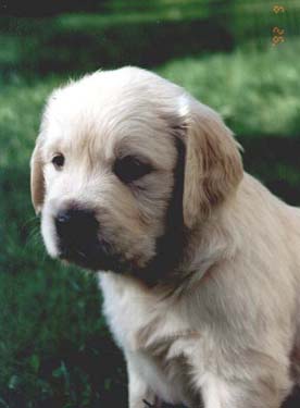 Puppy from the W-litter